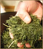 有機栽培茶の特徴